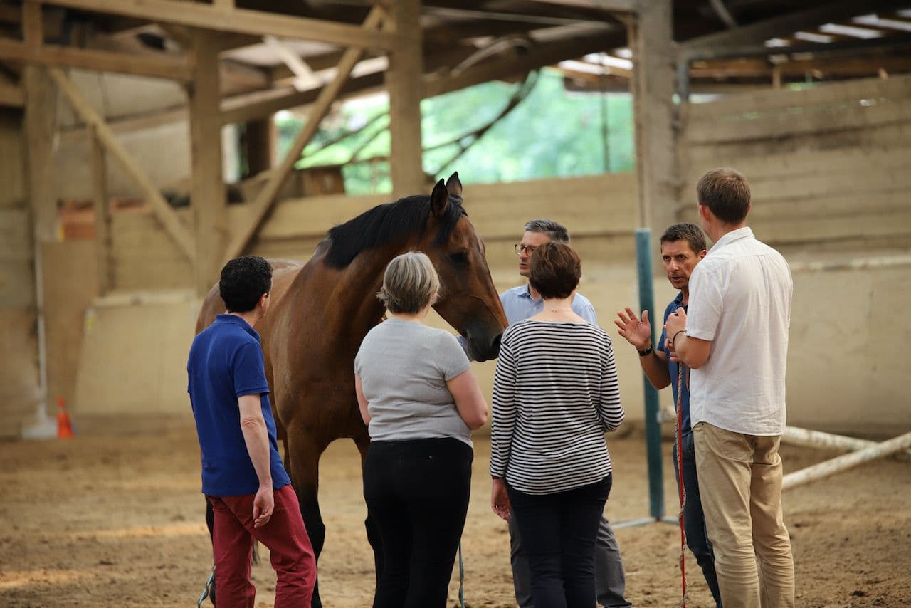 Découverte du cheval pour ce CODIR