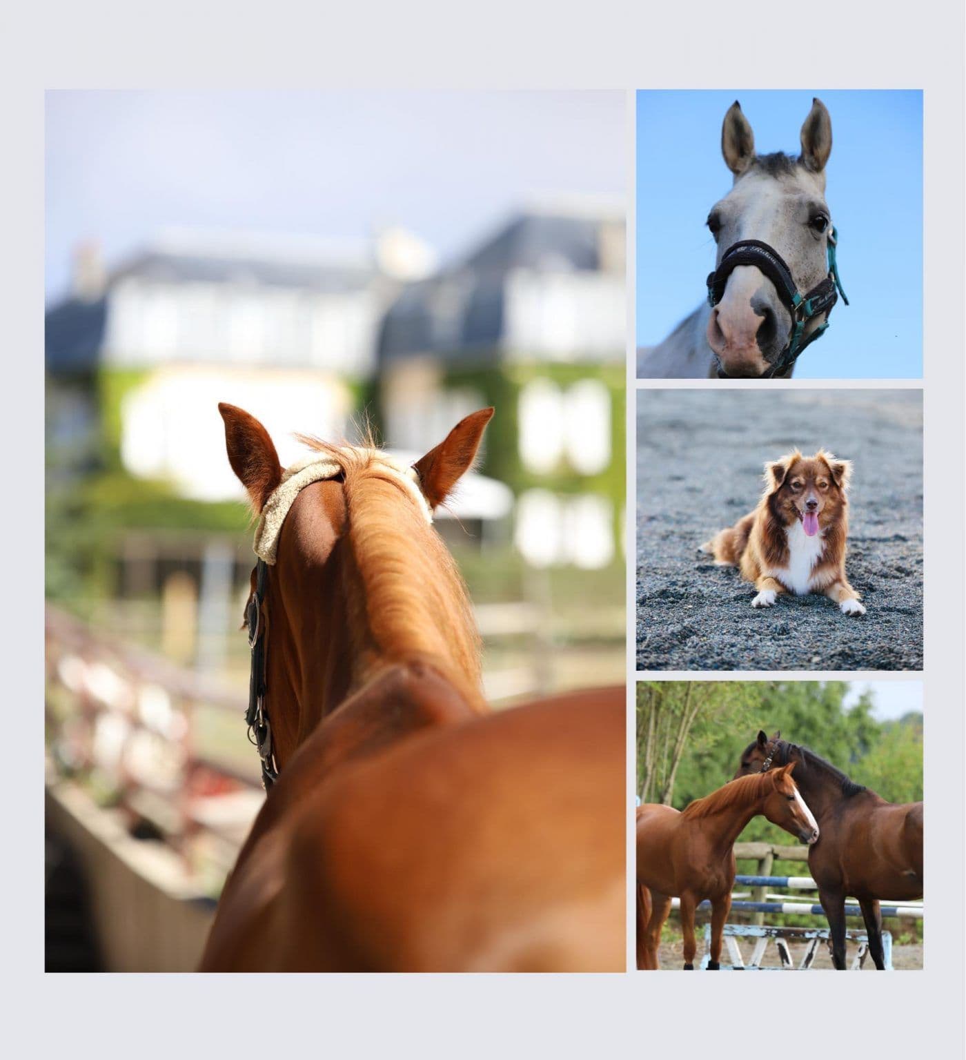 Les chevaux se préparent aux séminaires d’équicoaching !